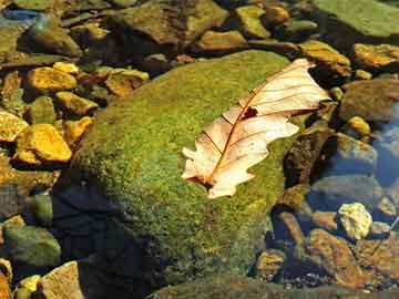 2004新澳门天天开好彩大全正版,2004新澳门天天开好彩大全正版——探索澳门彩票的奥秘